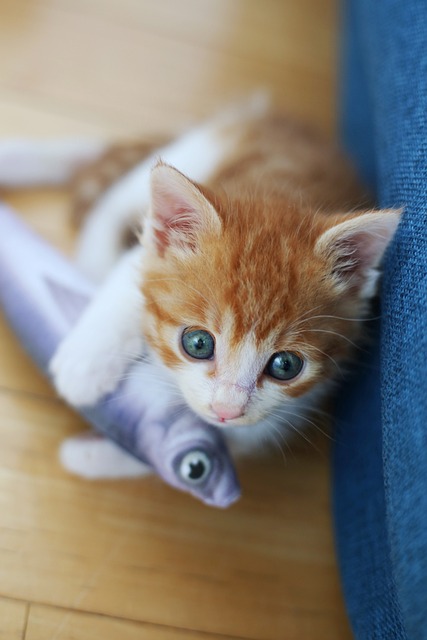 고양이 이미지