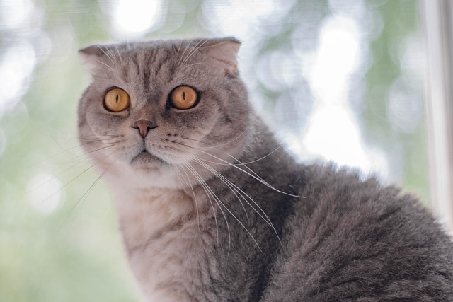 고양이 이미지