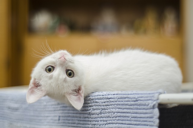 흰 고양이 꿈 해몽, 순수함과 긍정적 변화의 상징